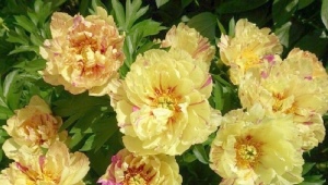 Lollipop peonies: description of the variety and the subtleties of its cultivation
