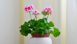 Why doesn't geranium bloom and what to do?