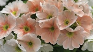 زهرة الربيع obkonika: الوصف والأصناف والرعاية المنزلية
