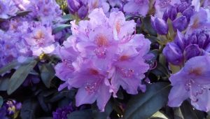 Rhododendron hybride: caractéristiques des variétés et règles de soins