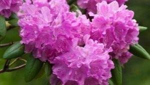 Katevbinsky rododendron: popis odrůd, výsadba a péče