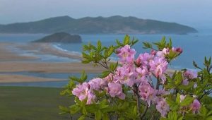 Schlippenbachs rhododendron: beskrivelse, pleje og reproduktion