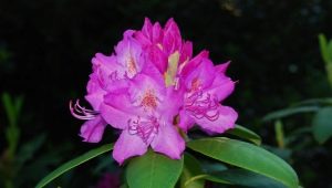 Rododendro en Siberia: descripción, plantación y cuidado.