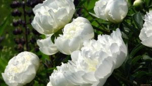 白牡丹品种及其栽培