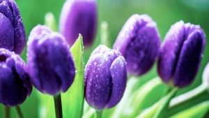Soorten paarse tulpen en kenmerken van hun teelt