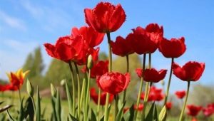 Variedades y cultivo de tulipanes rojos.