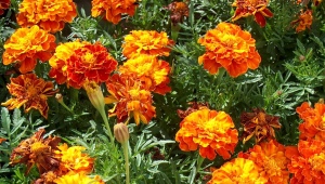 Varieties of red marigolds and their cultivation
