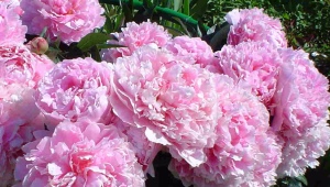 粉红牡丹的品种、特征和护理规则