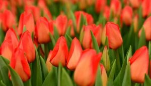 Tulipani Lalibela: descrizione della varietà e delle sottigliezze della sua coltivazione