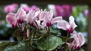 Cyclamen leaves turn yellow: causes, treatment and prevention