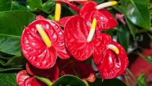 Types and varieties of anthurium
