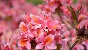 Soorten en variëteiten van rododendron