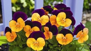 Types et variétés d'alto (violettes)