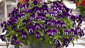 Viola ampelous: características, plantación y cuidado.