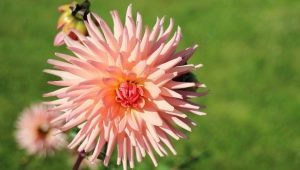 Everything you need to know about cactus dahlias