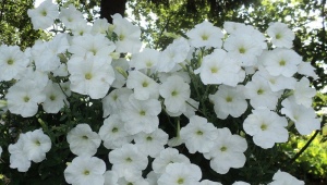 Everything you need to know about petunias Avalanche