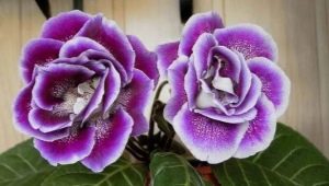 All about gloxinia: description, care and disease
