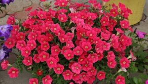 All about petunia Shock wave series