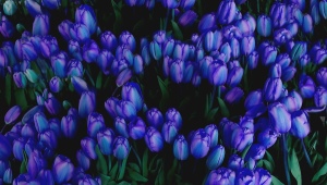 All about blue and blue tulips