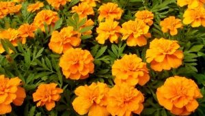 All about orange marigolds