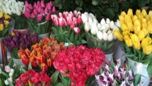 Obligar a los tulipanes antes del 8 de marzo en casa