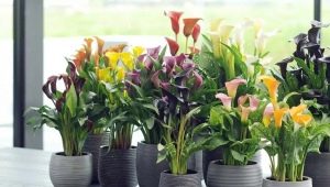 Growing calla lilies from seeds at home