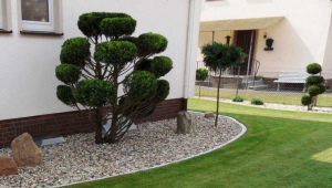 Pruning thuja in the spring: rules and scheme