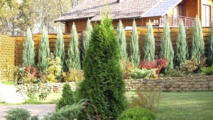 How much does thuja grow and how quickly?