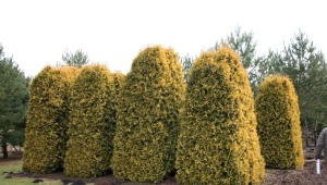Thuja western Sankist: description of the variety, planting and care features