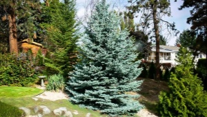 Spruce Fat Albert: descripción, características de plantación y cuidado, reproducción.