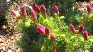 Spruce Lucky strike: description, planting and reproduction