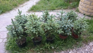 Spruce Misty blue: descripción, plantación y cuidado, características de reproducción.