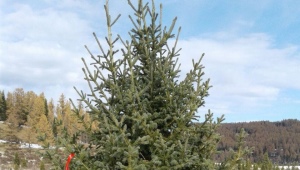 Siberian spruce: features and subtleties of care