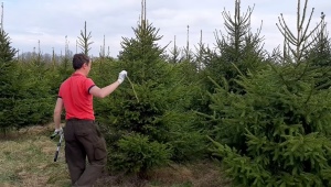 How to properly prune spruce?