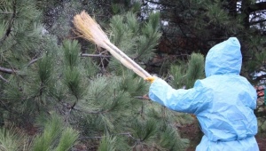 Methods for combating diseases and pests of spruce trees