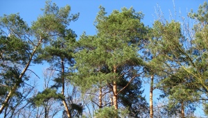Angarsk pine: description and difference from the usual