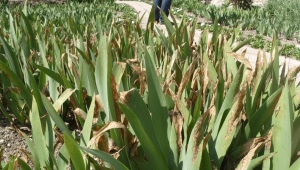 Diseases and pests of irises