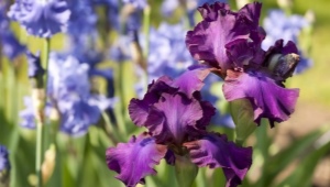 Iris barbudos: variedades, plantación y cuidado.
