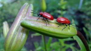 ¿Cómo y cómo tratar los lirios de los escarabajos: rojo, negro y colorado?