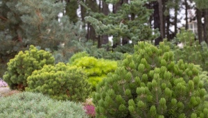Okrasná borovice: druh s popisem, výběrem a pěstováním