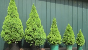 Decorative spruce: description, varieties and cultivation