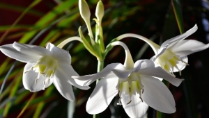 Eucharis: features and types, care and reproduction