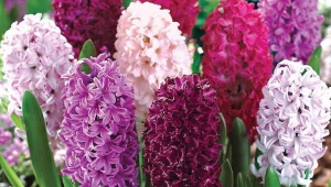 Hyacint: beskrivelse og sorter, plantning og pleje