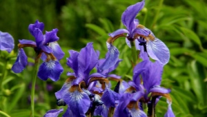 Iris siberiano: descripción, variedades, plantación y cuidado.