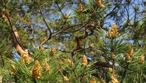 How does a pine tree bloom?