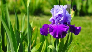 Hvordan beskærer man iris efter blomstring?