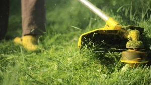 How to properly cut the grass with a trimmer?