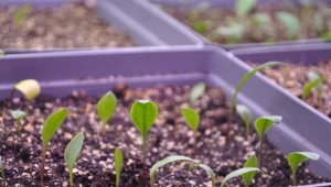 Cum să crești crini din semințe?