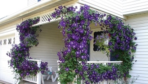 Clematis violet: description of varieties, planting, care and reproduction