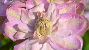 Clematis Innocent blush: description of the variety, rules for its cultivation